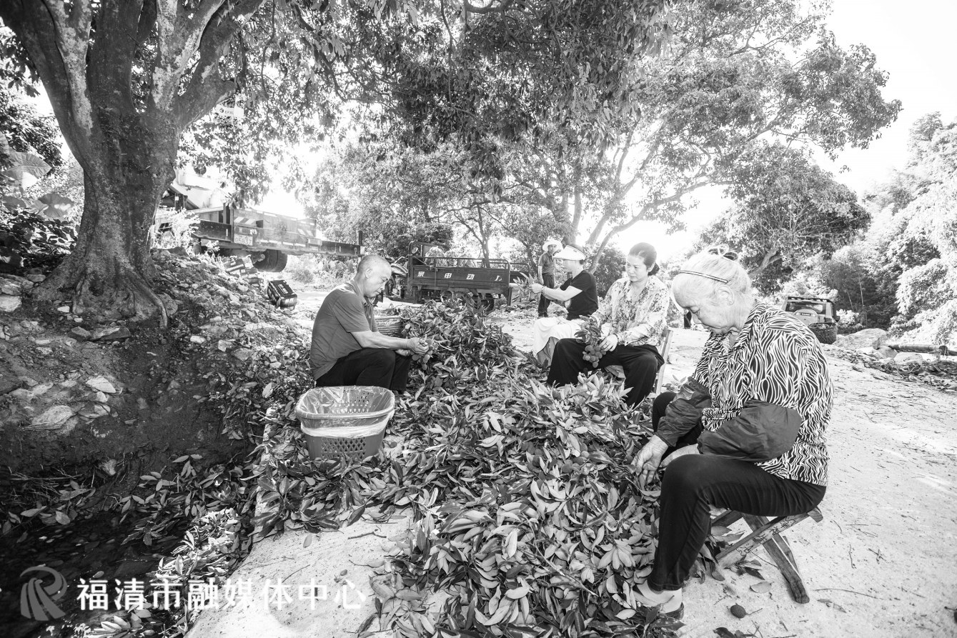 镜洋镇西边村荔枝迎来丰收季