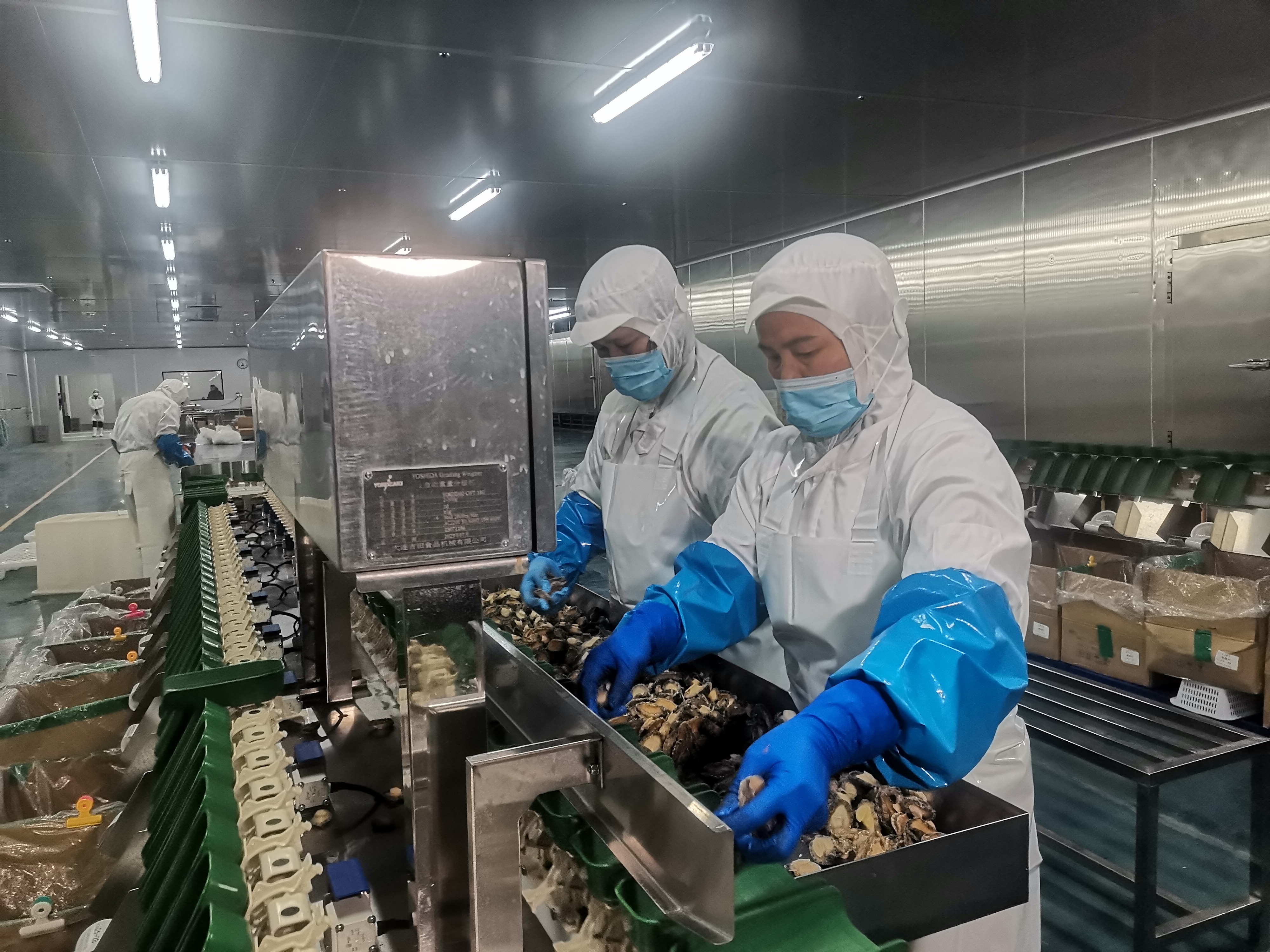 以严苛标准叩开国际市场  福建长太生物出口首批鲍鱼