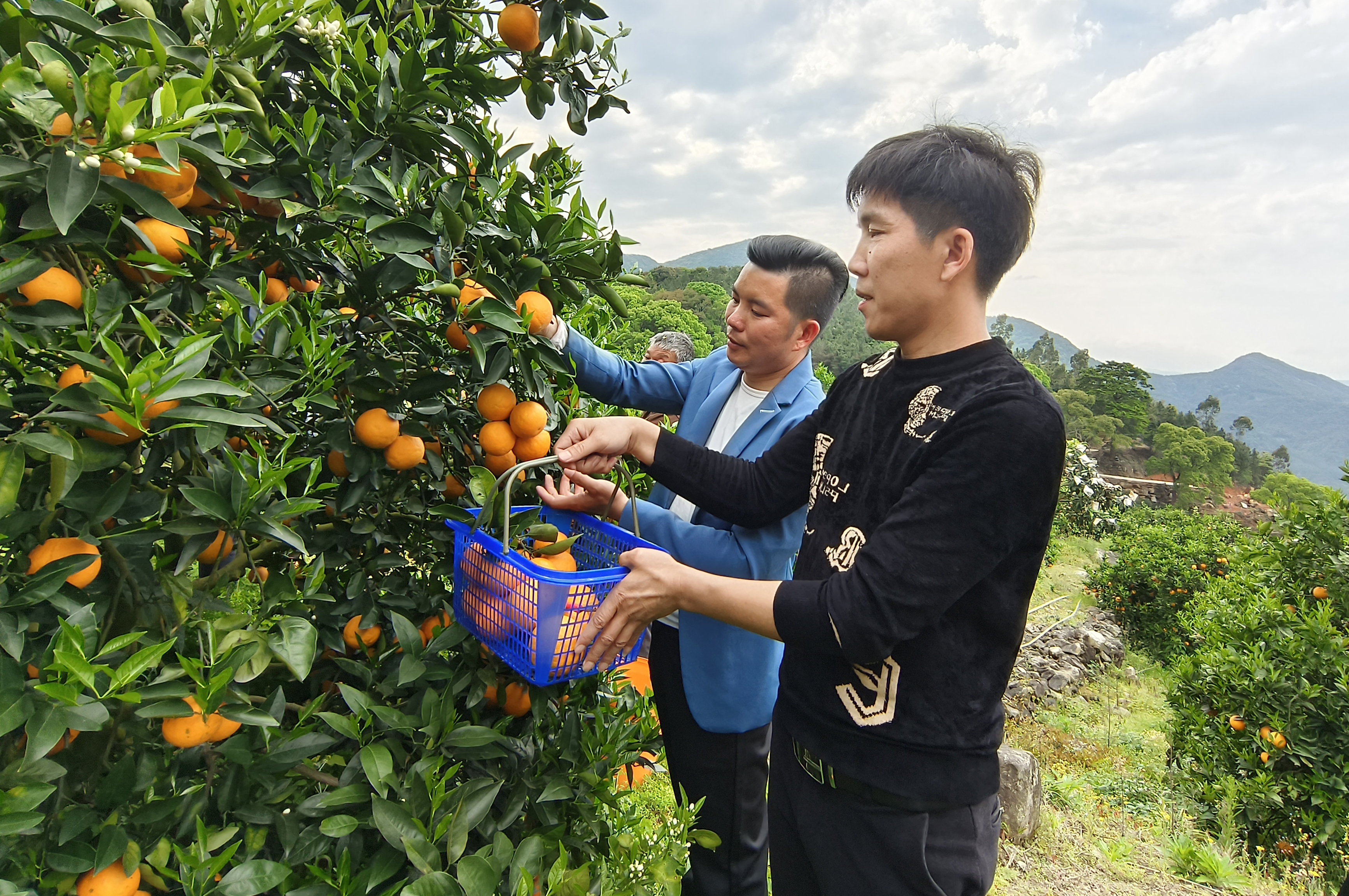 东张镇夏橙迎来丰收季 采摘期可持续至5月下旬