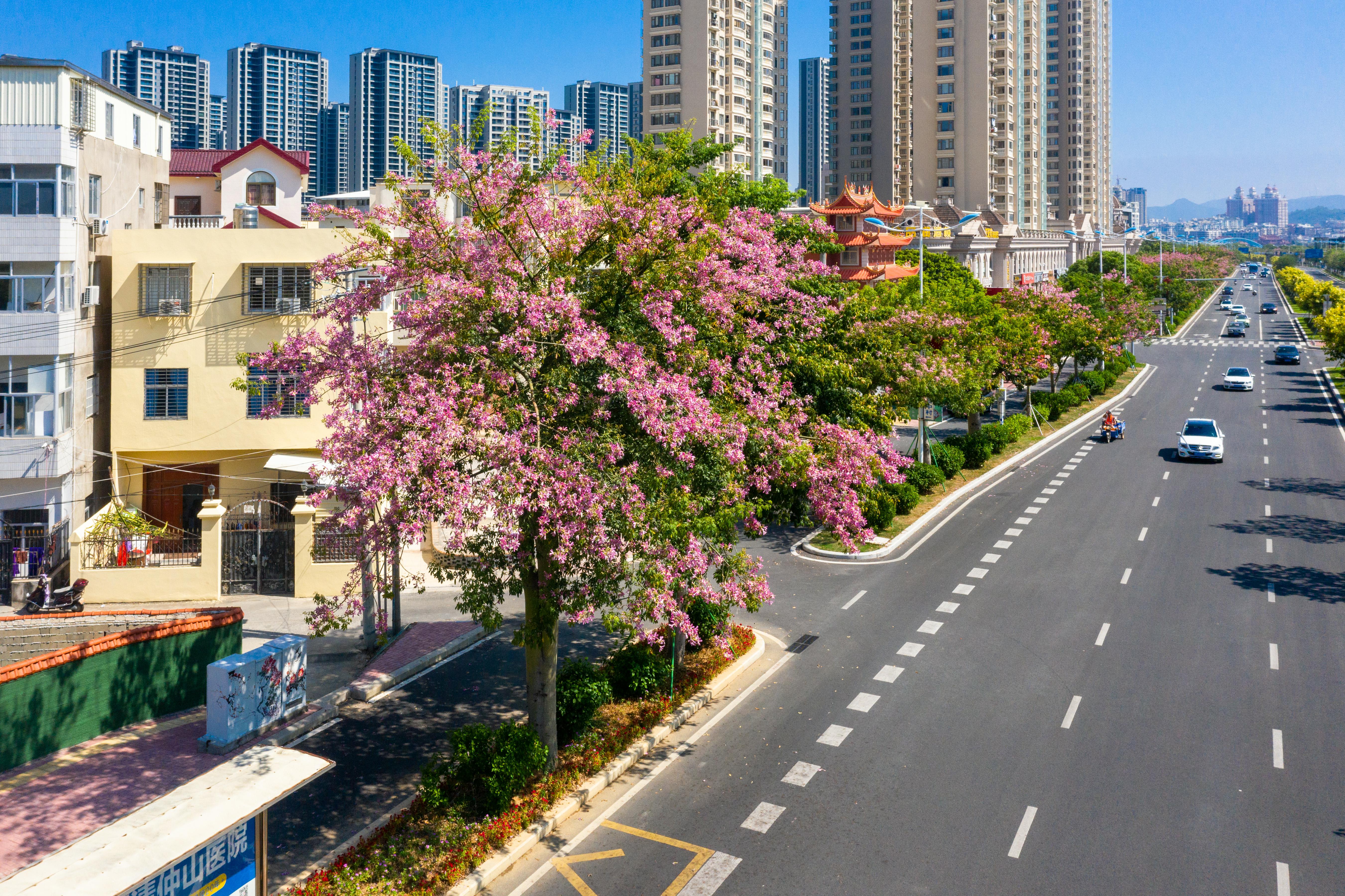 我市多条道路美人树、黄花槐次第绽放