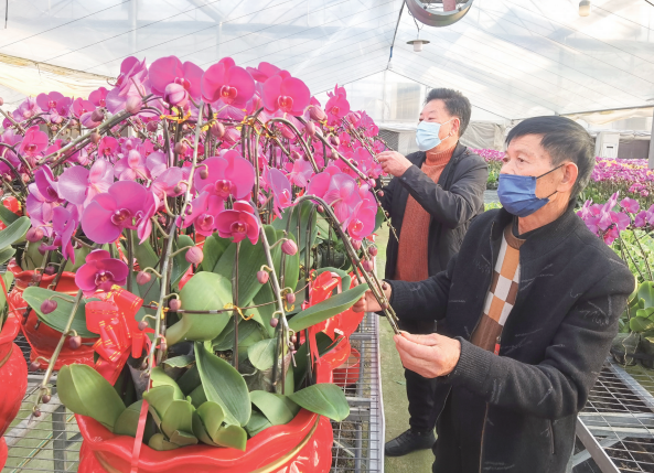【网络中国节·春节】闽台天农园艺基地30万株蝴蝶兰姹紫嫣红 竞相绽放